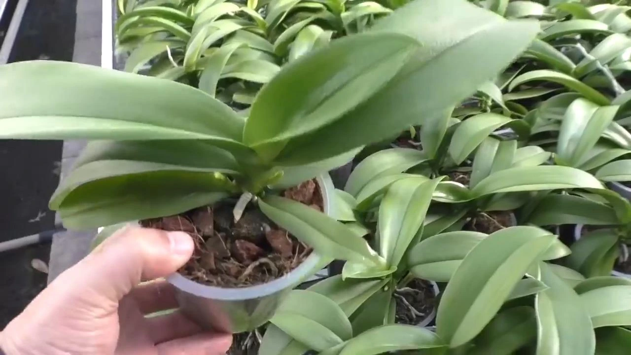 фаленопсис в горшке