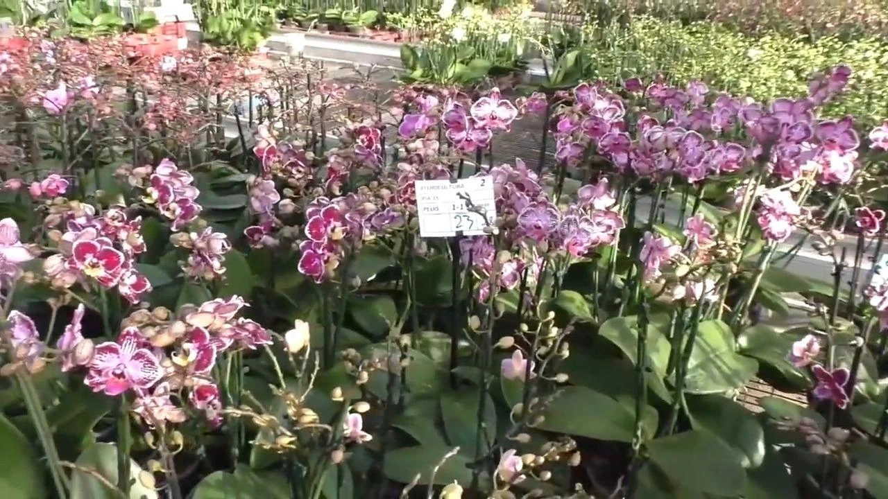 цветение фаленопсиса