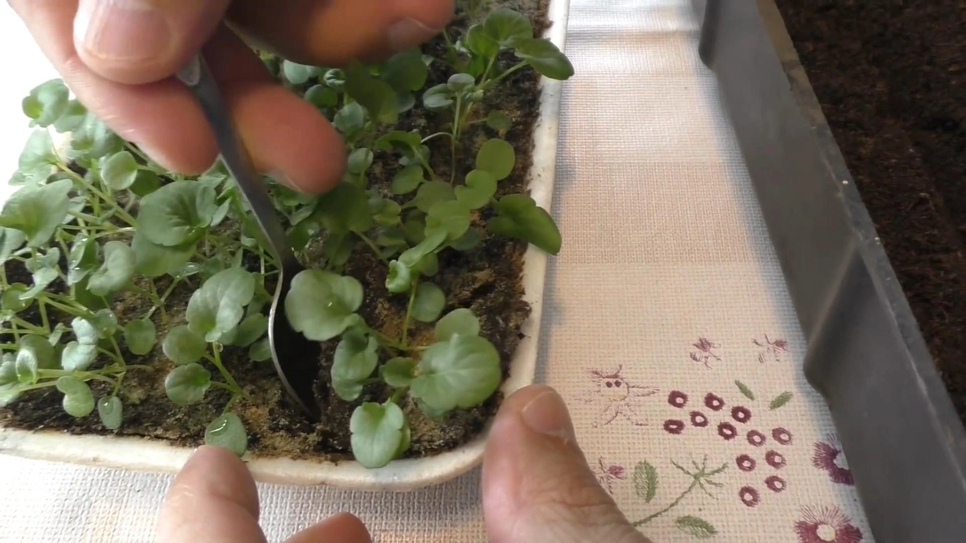 пересадка рассады