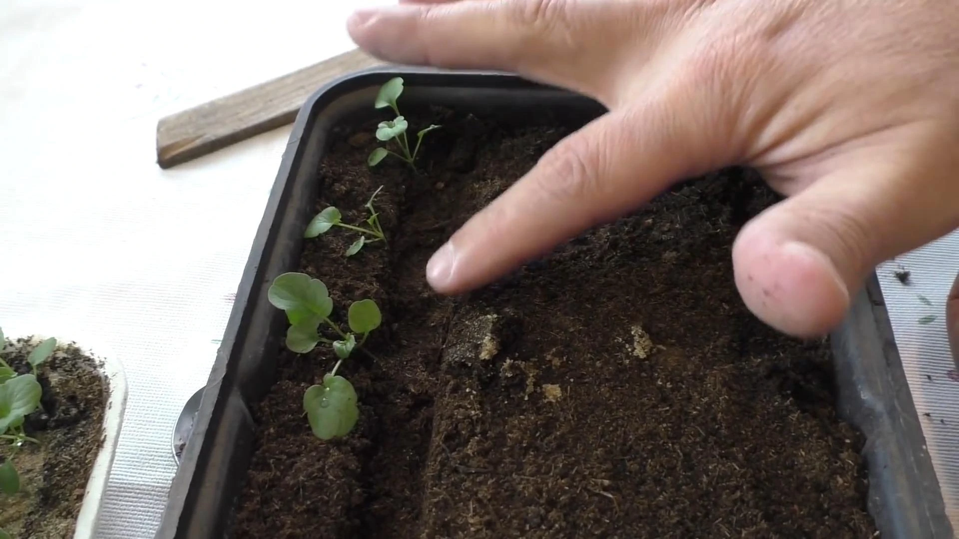 пикировка рассады