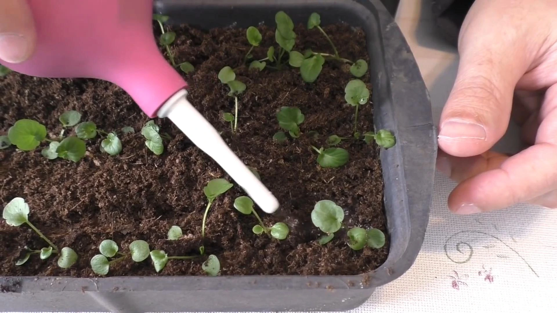 полив рассады после пикировки