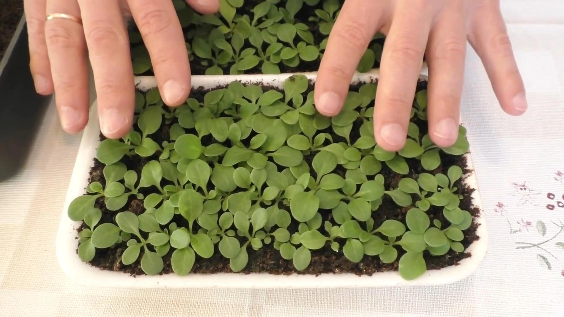 рассада петунии