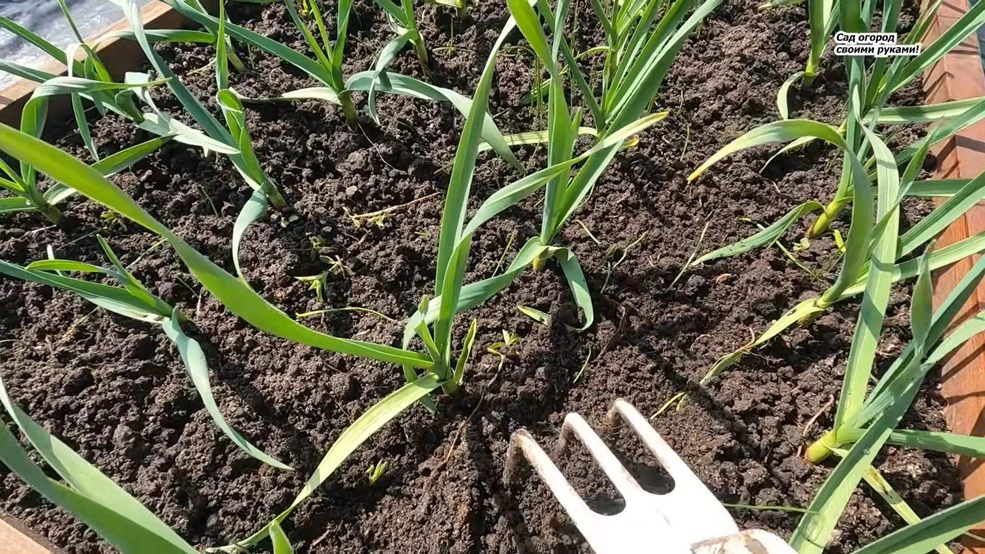 желтеет чеснок