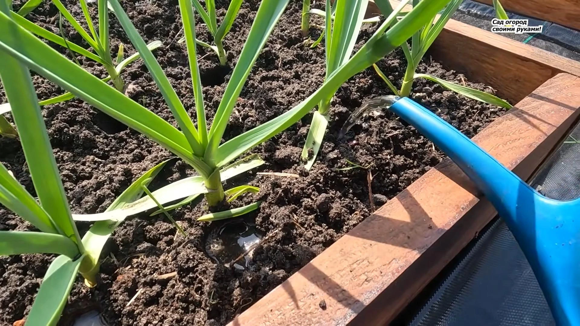 подкормка чеснока