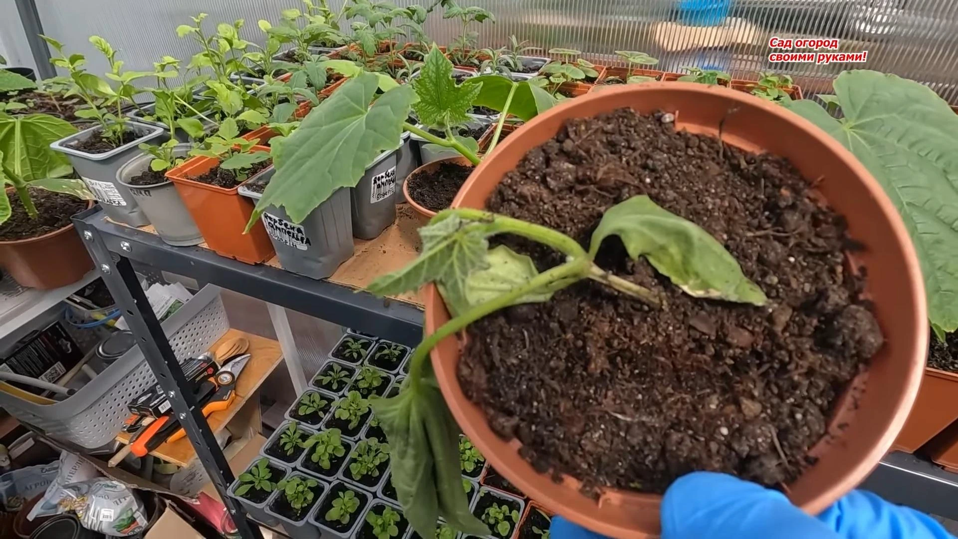 Падает рассада огурцов