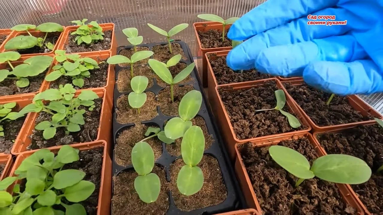 рассада огурцов