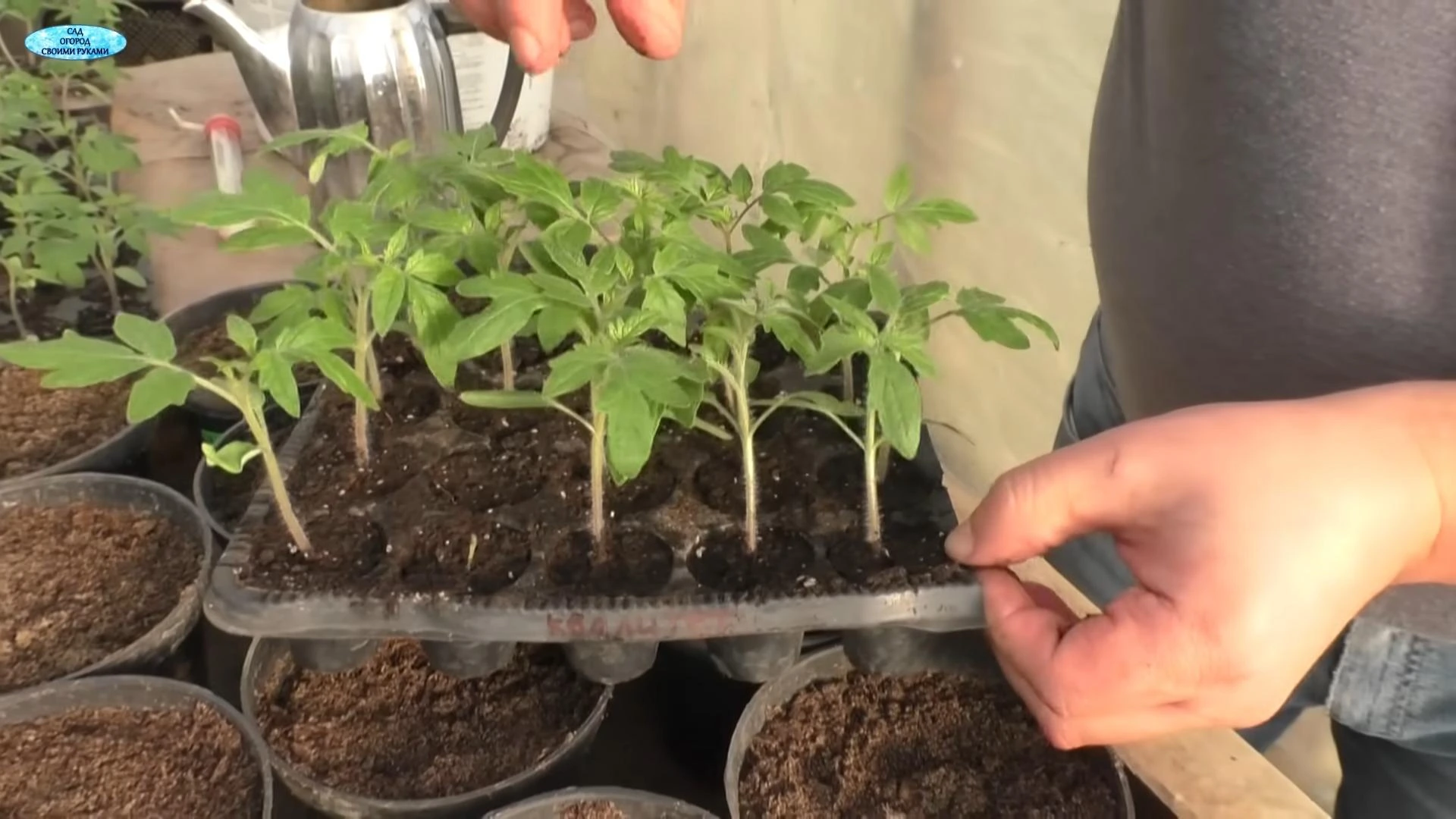 рассада томатов