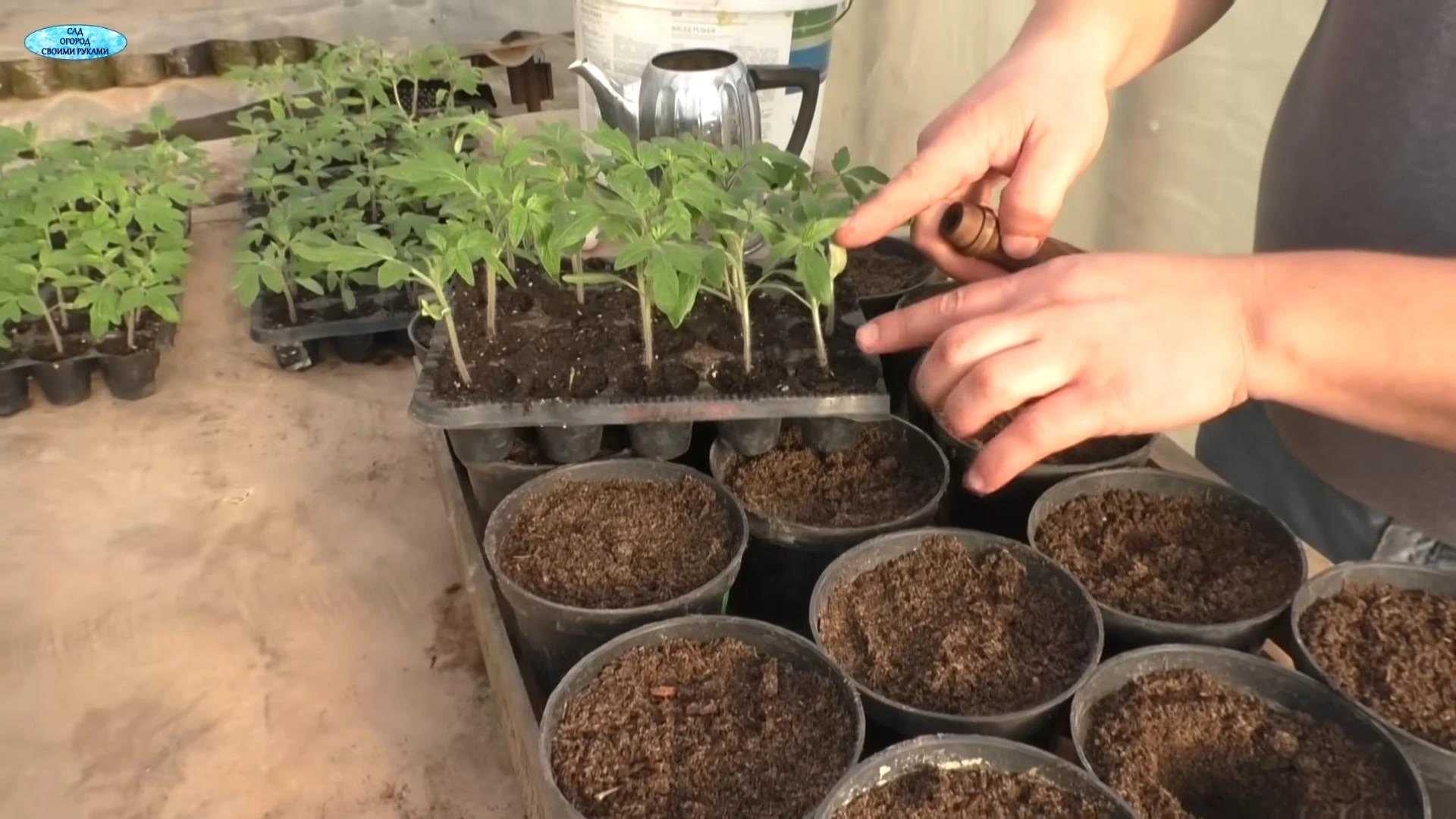 подготовка рассады к пикировке
