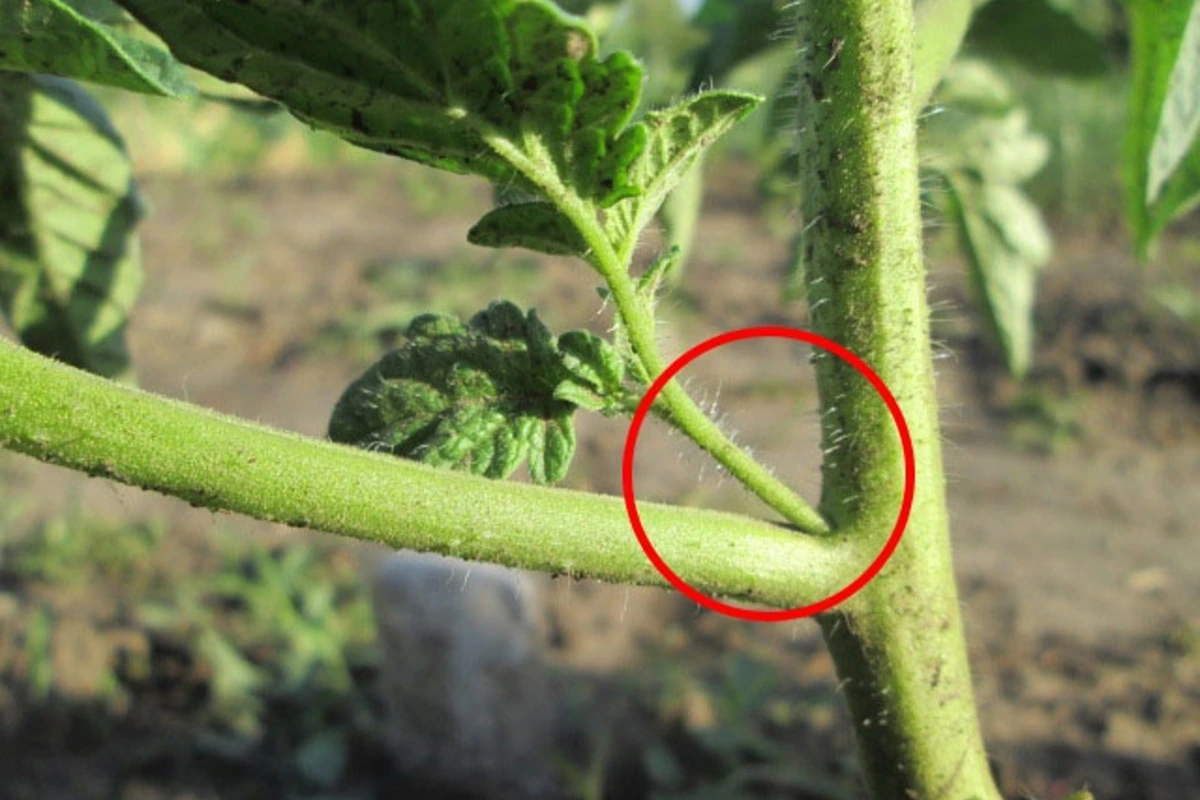 кисть томатов