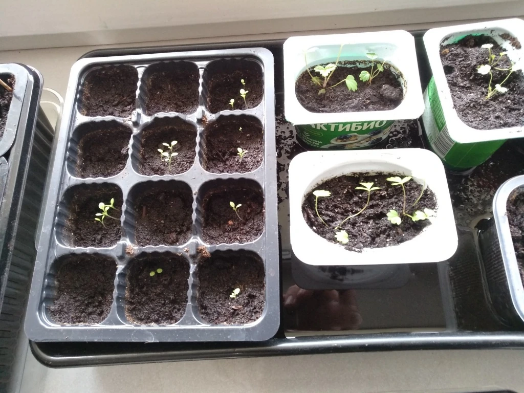 плохие всходы