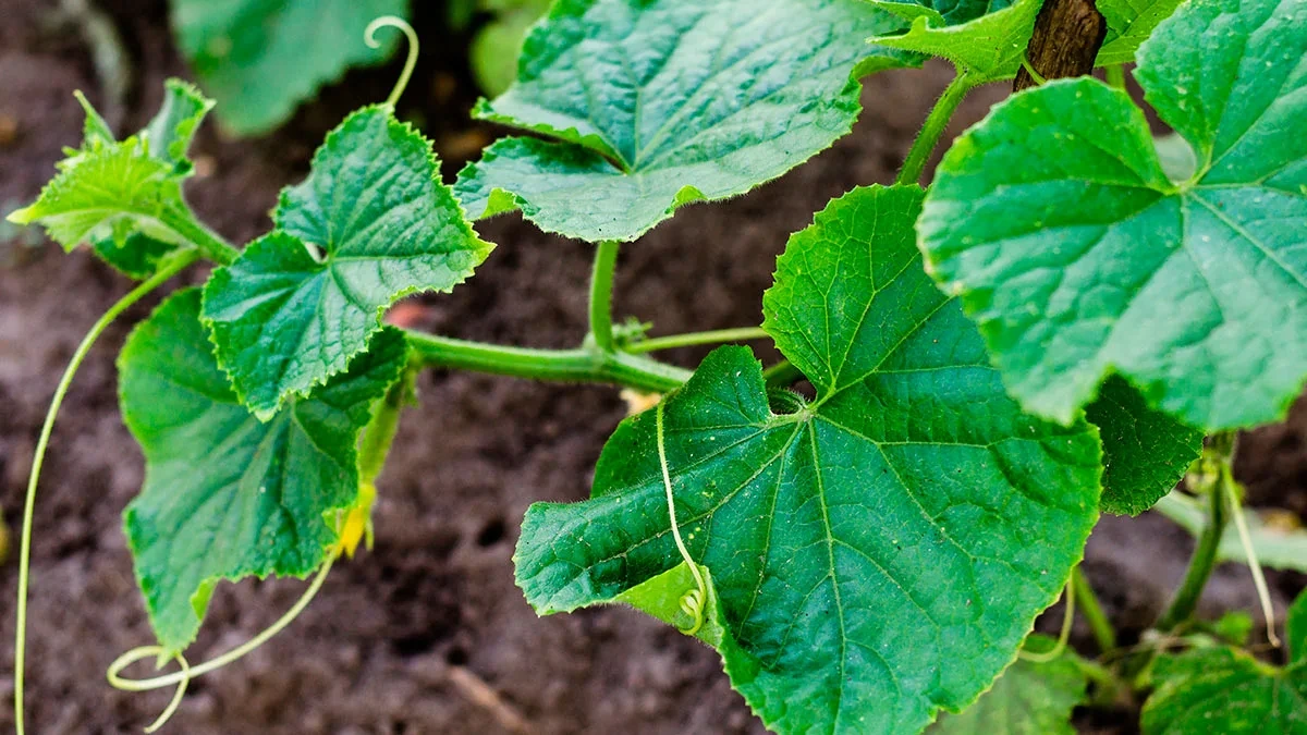 огурцы плохо завязываются