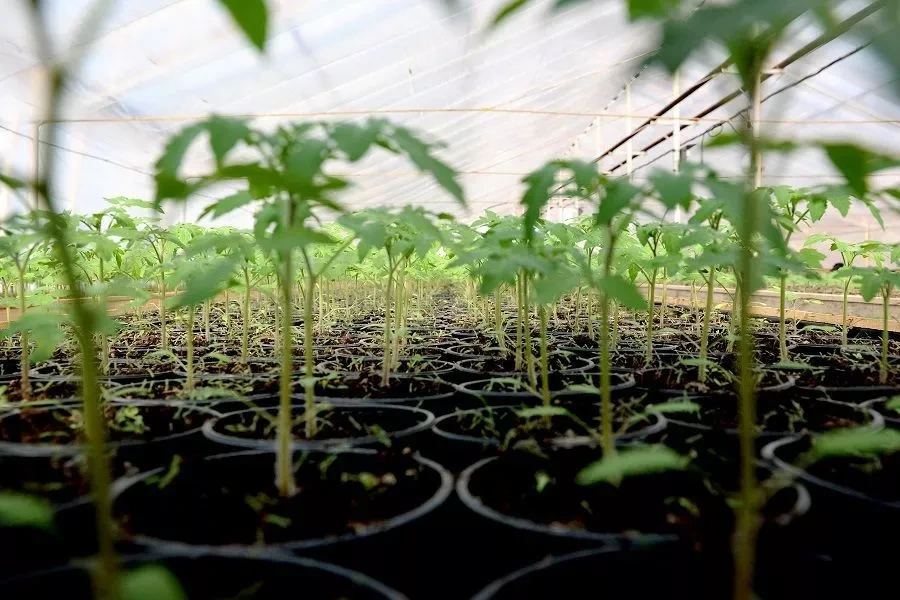 рассада в марте