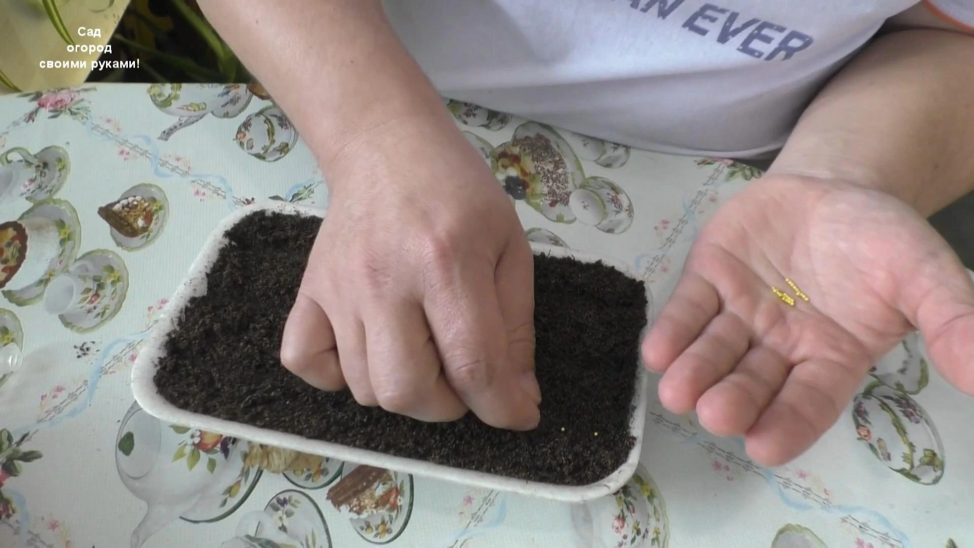 раскладываем семена петунии