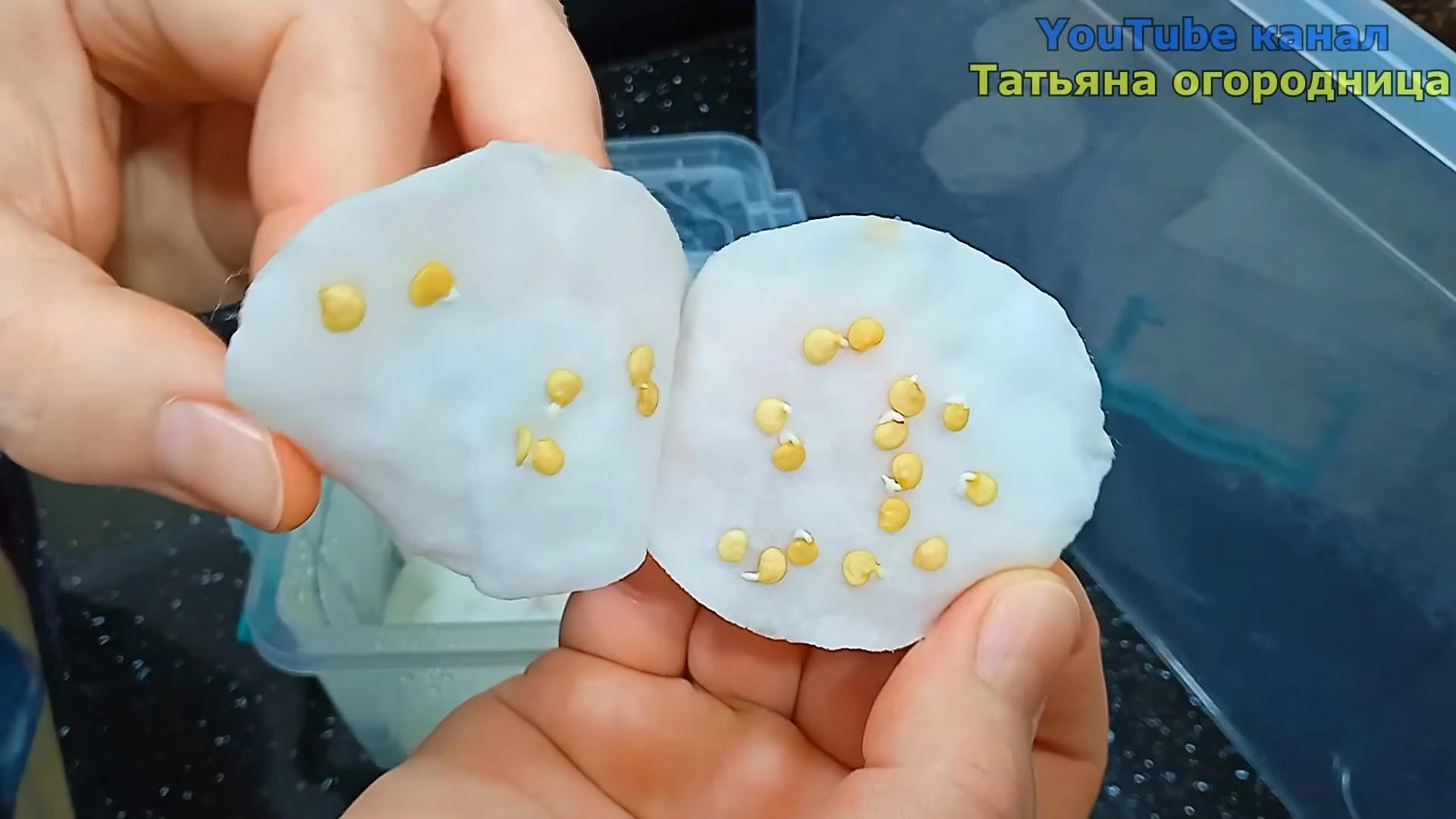 проращивание семня перца