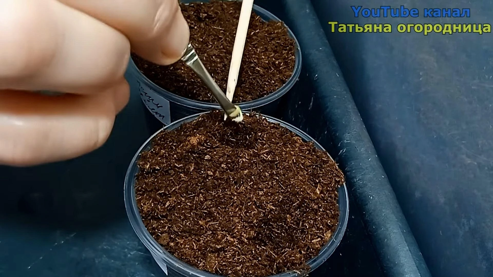 посев перца на рассаду