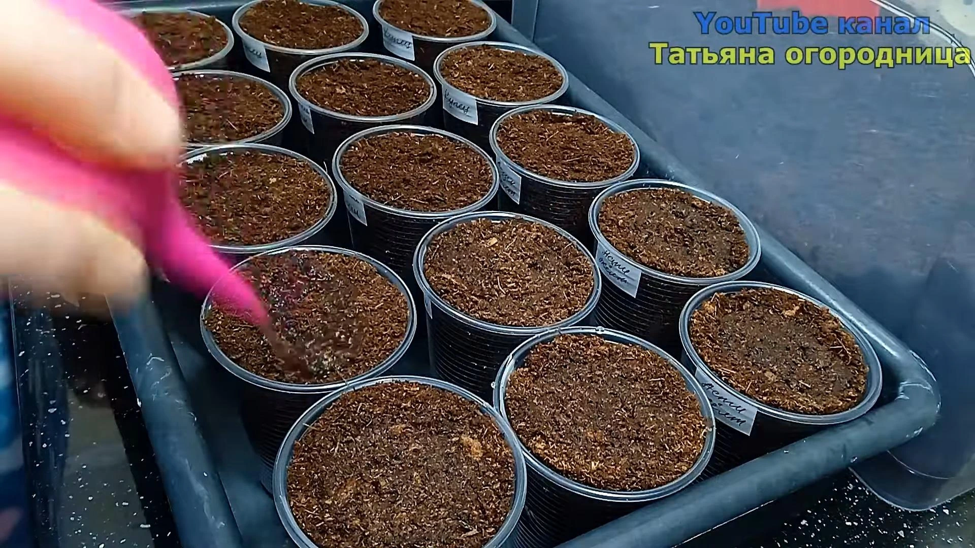 полив рассады перца