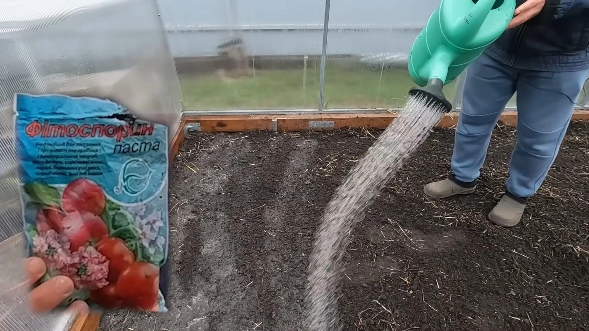 полив посевов сидератов в теплице