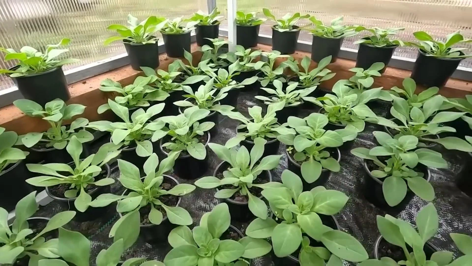 выращивание рассады в феврале