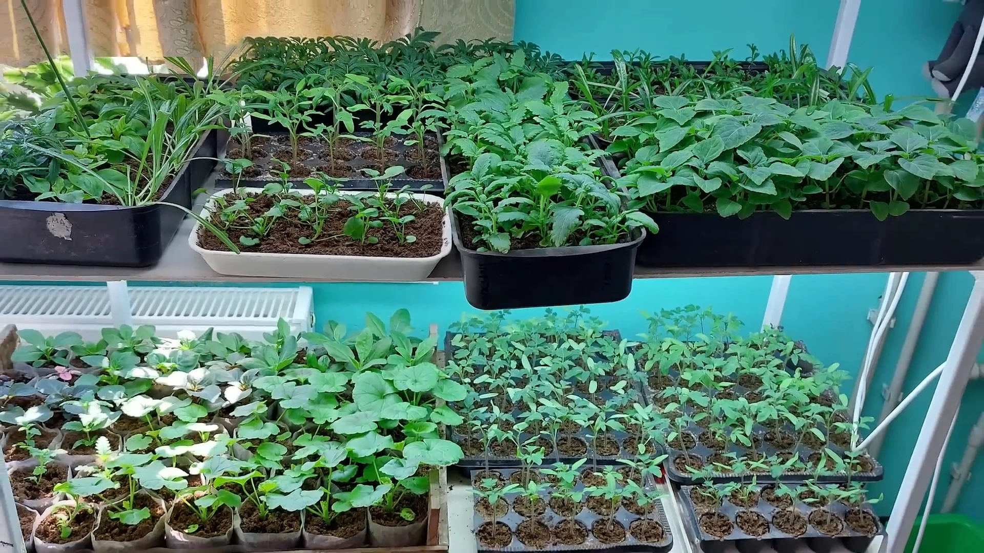 Выращивание рассады