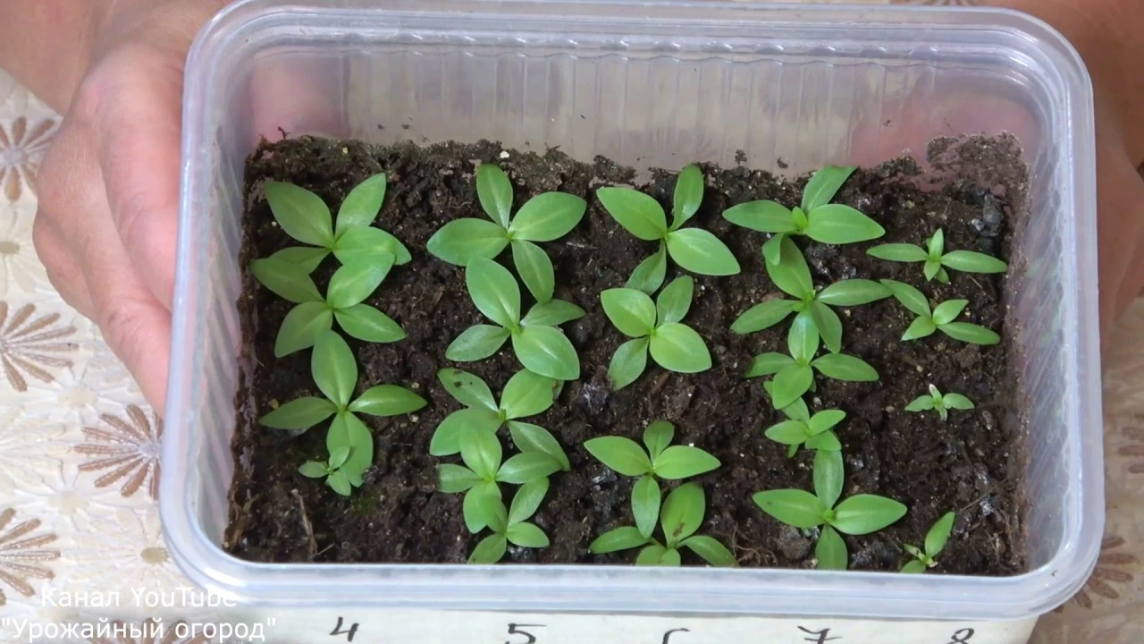 рассада эустомы