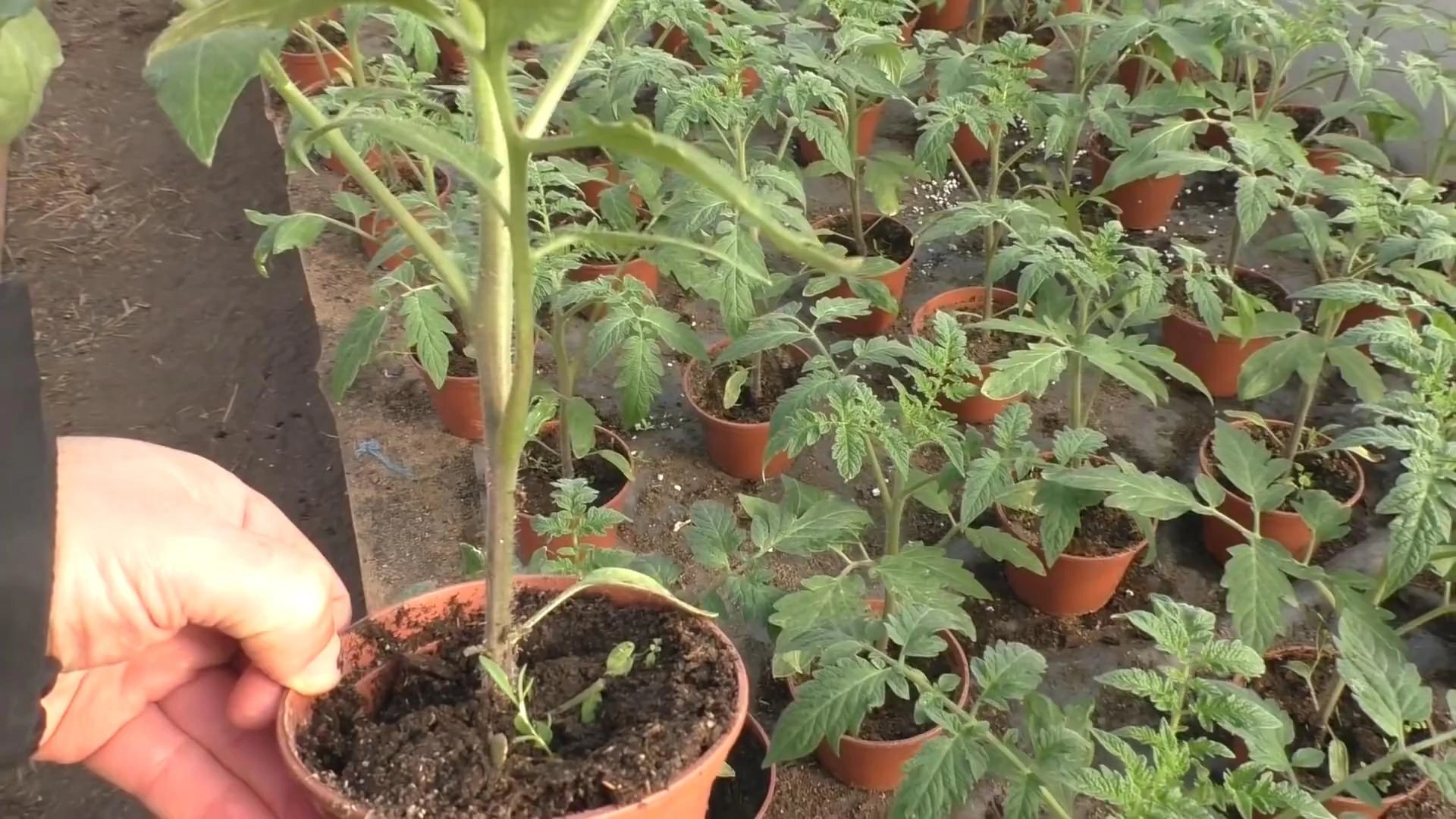 рассата томатов