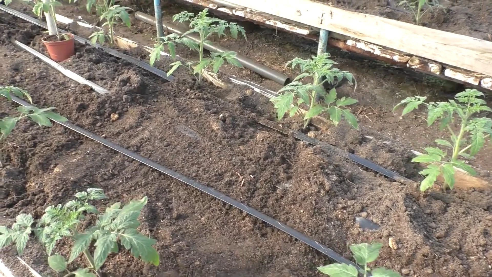 полив томатов в теплице