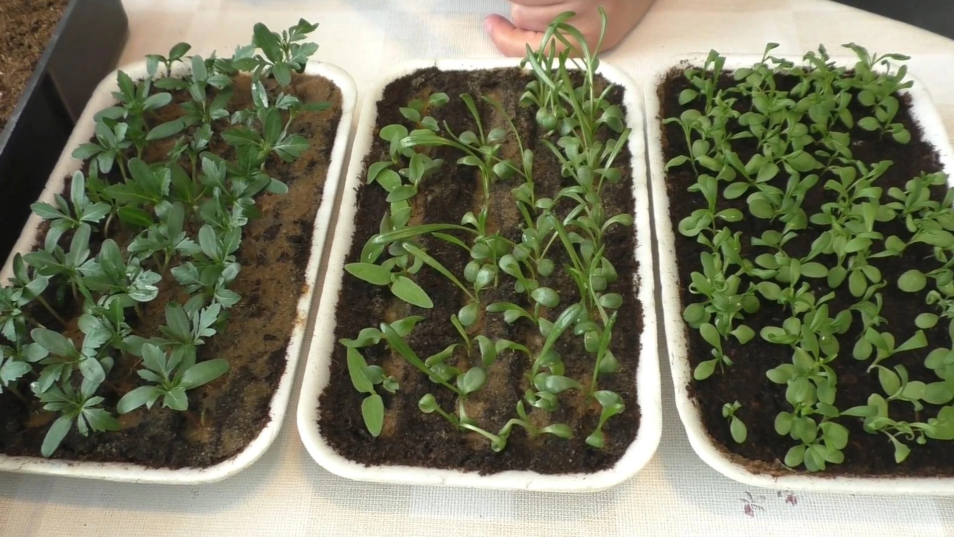 Рассада в январе