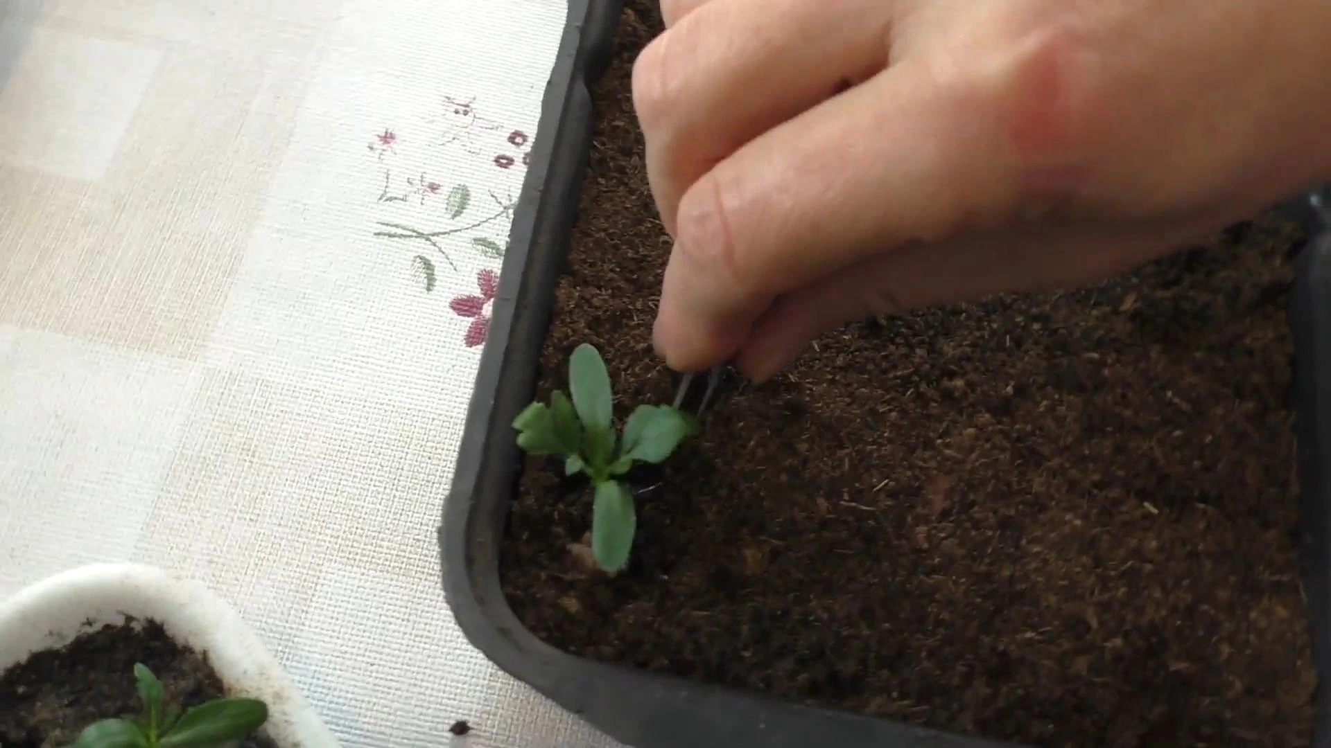 пикировка рассады