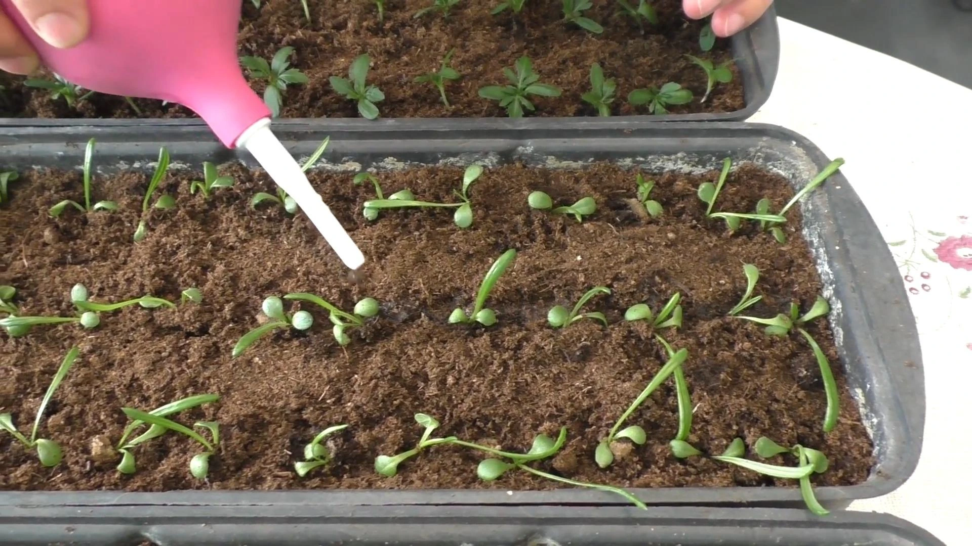 полив рассады