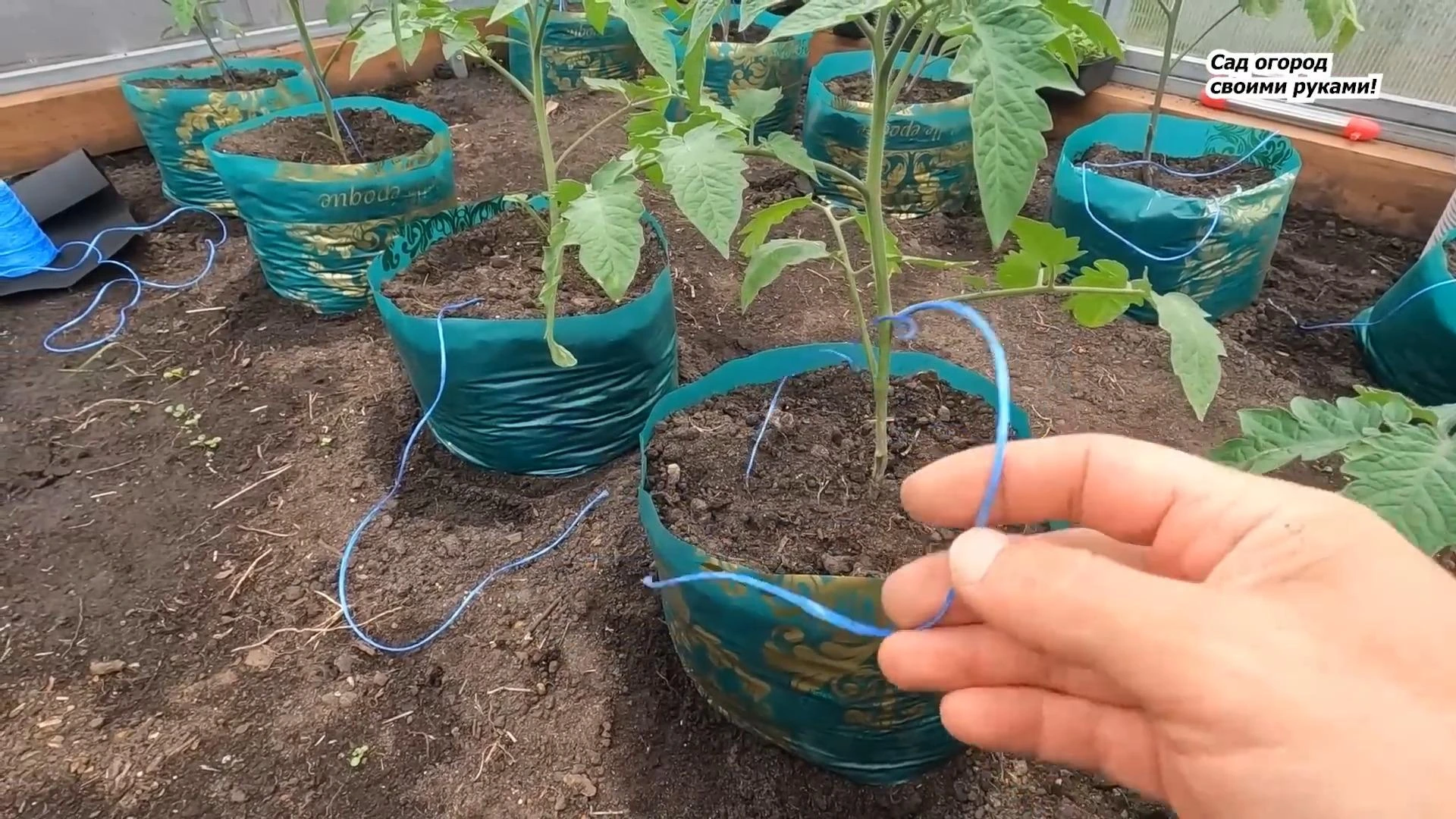 подвязка томатов в теплице