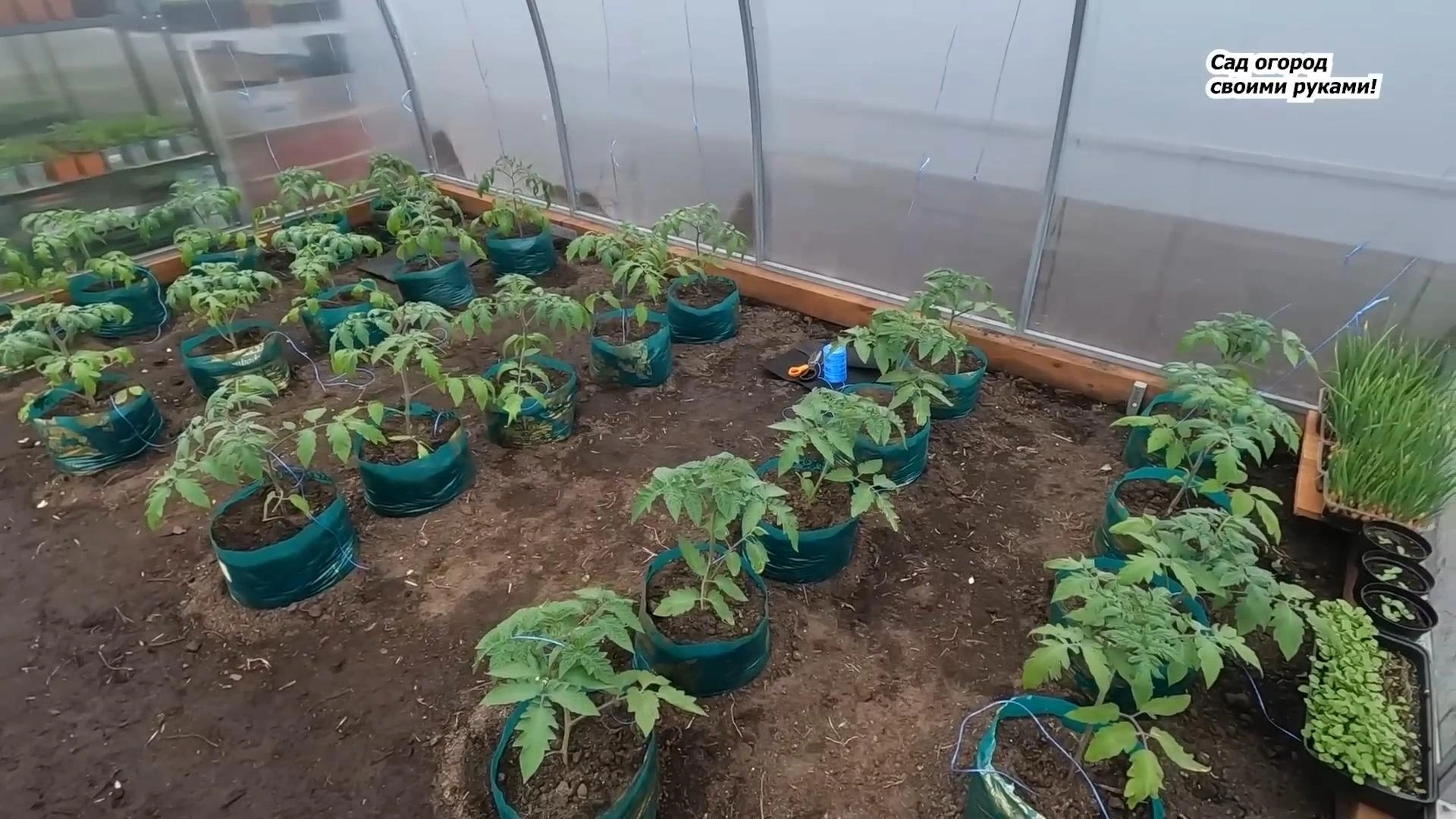 томаты в теплице подвязанные