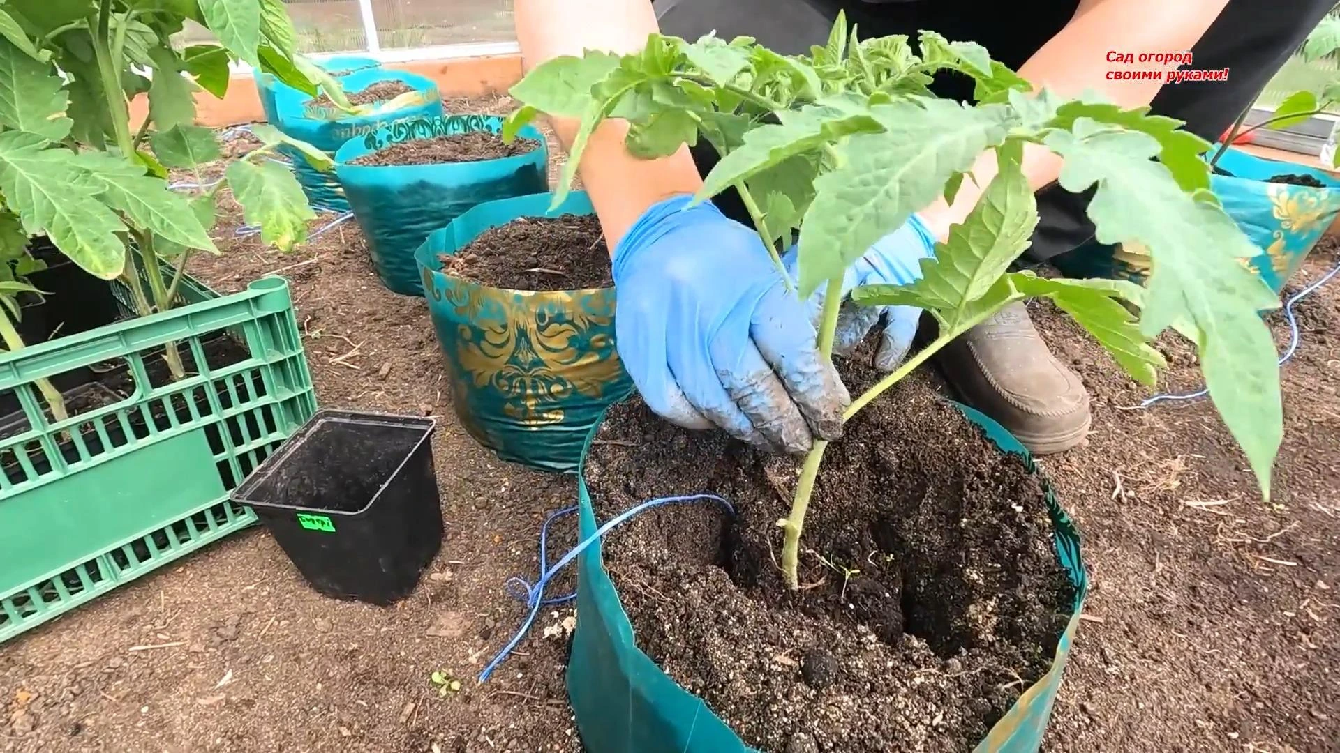 высадка рассады томатов в теплицу