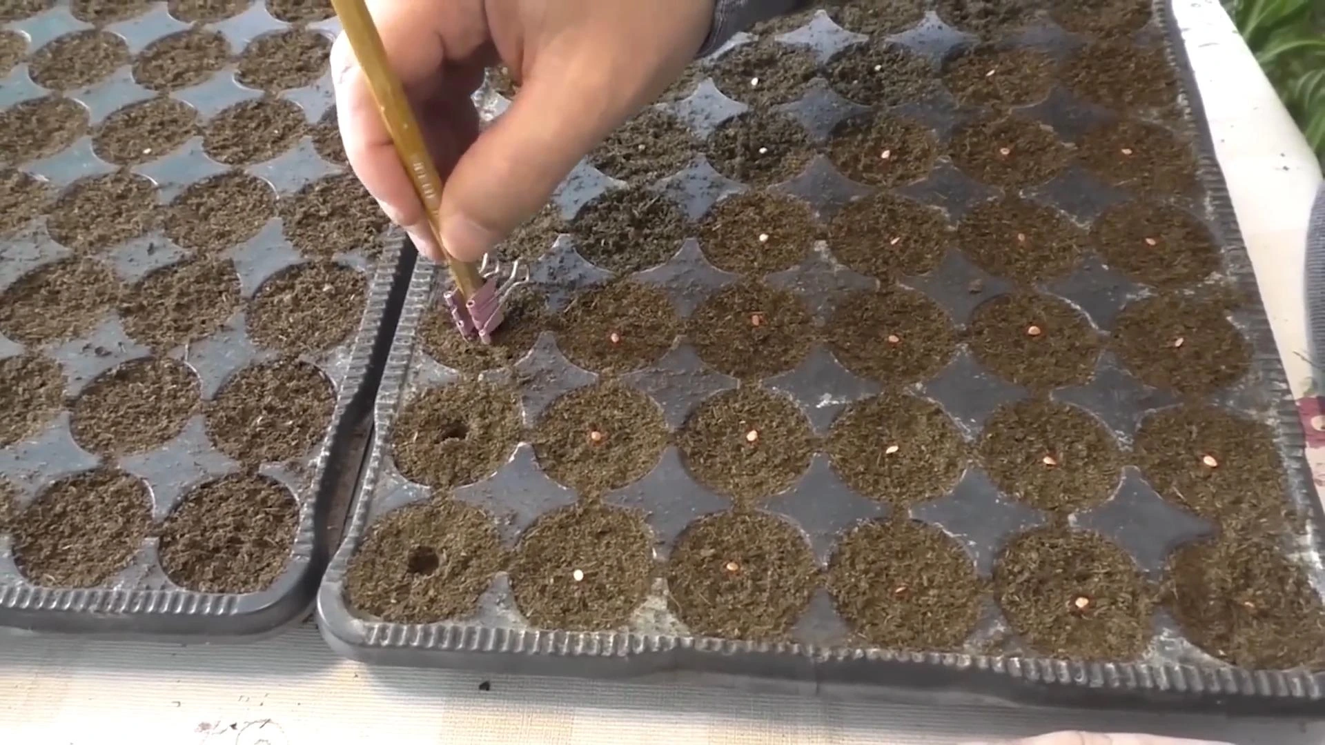 готовимся сеять томаты