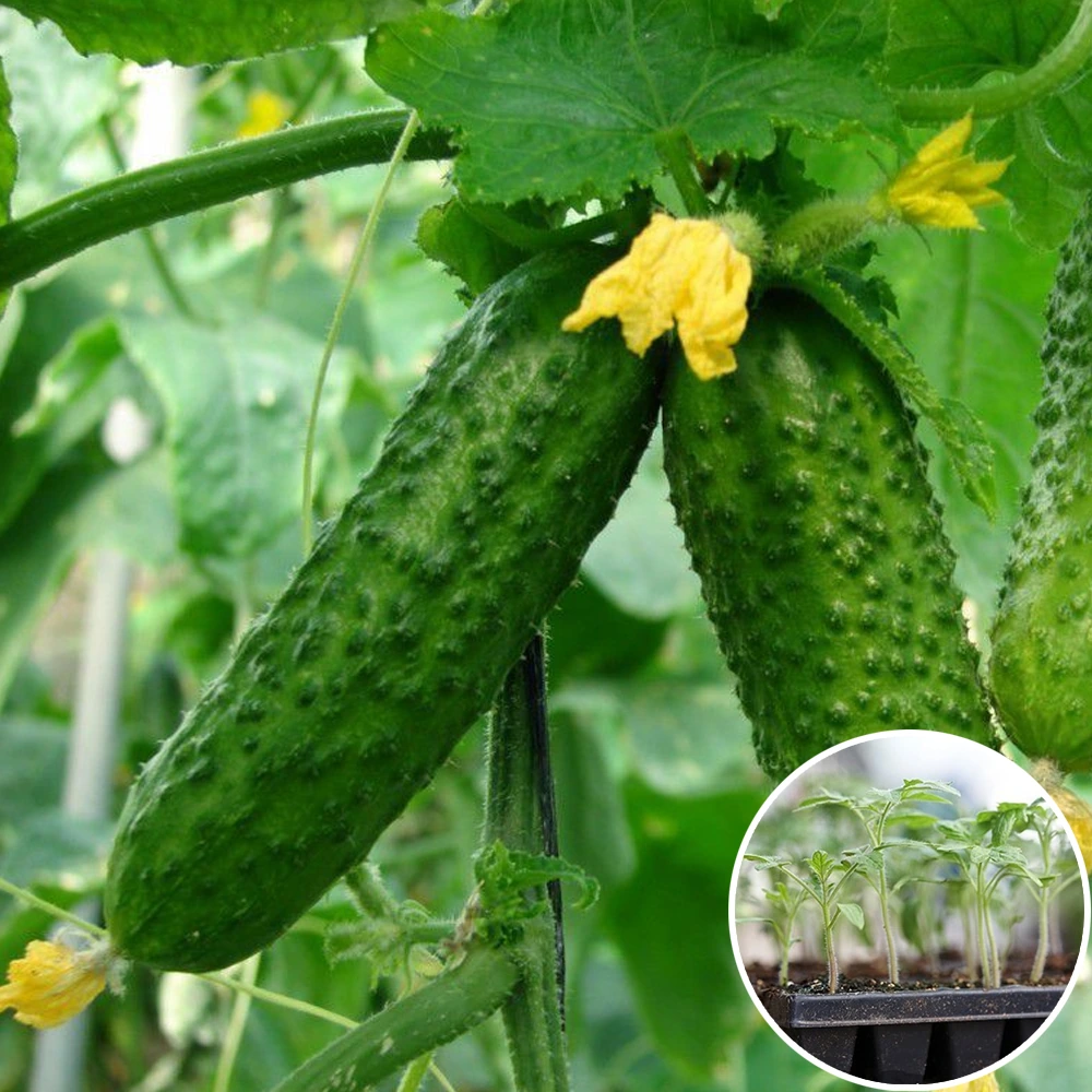 Огурец Лютояр