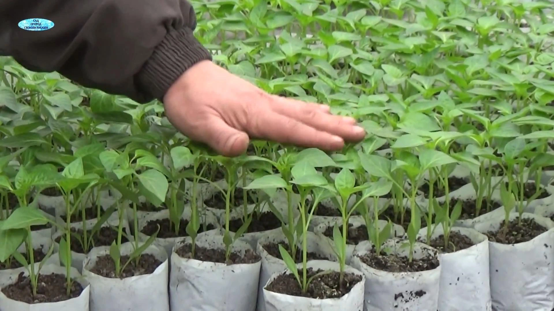 выращивание рассады перца