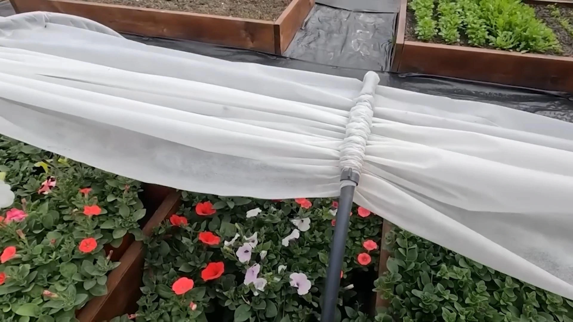 рассада петунии под спанбондом