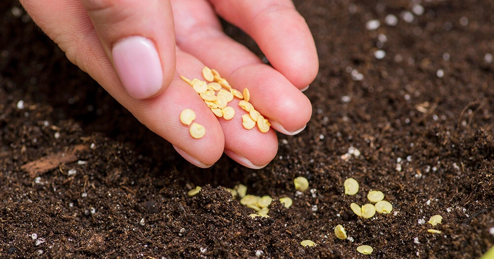 посев перца на рассаду