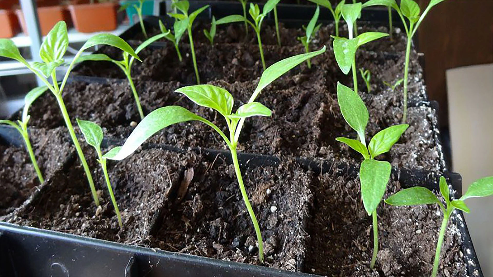 Рассада перца