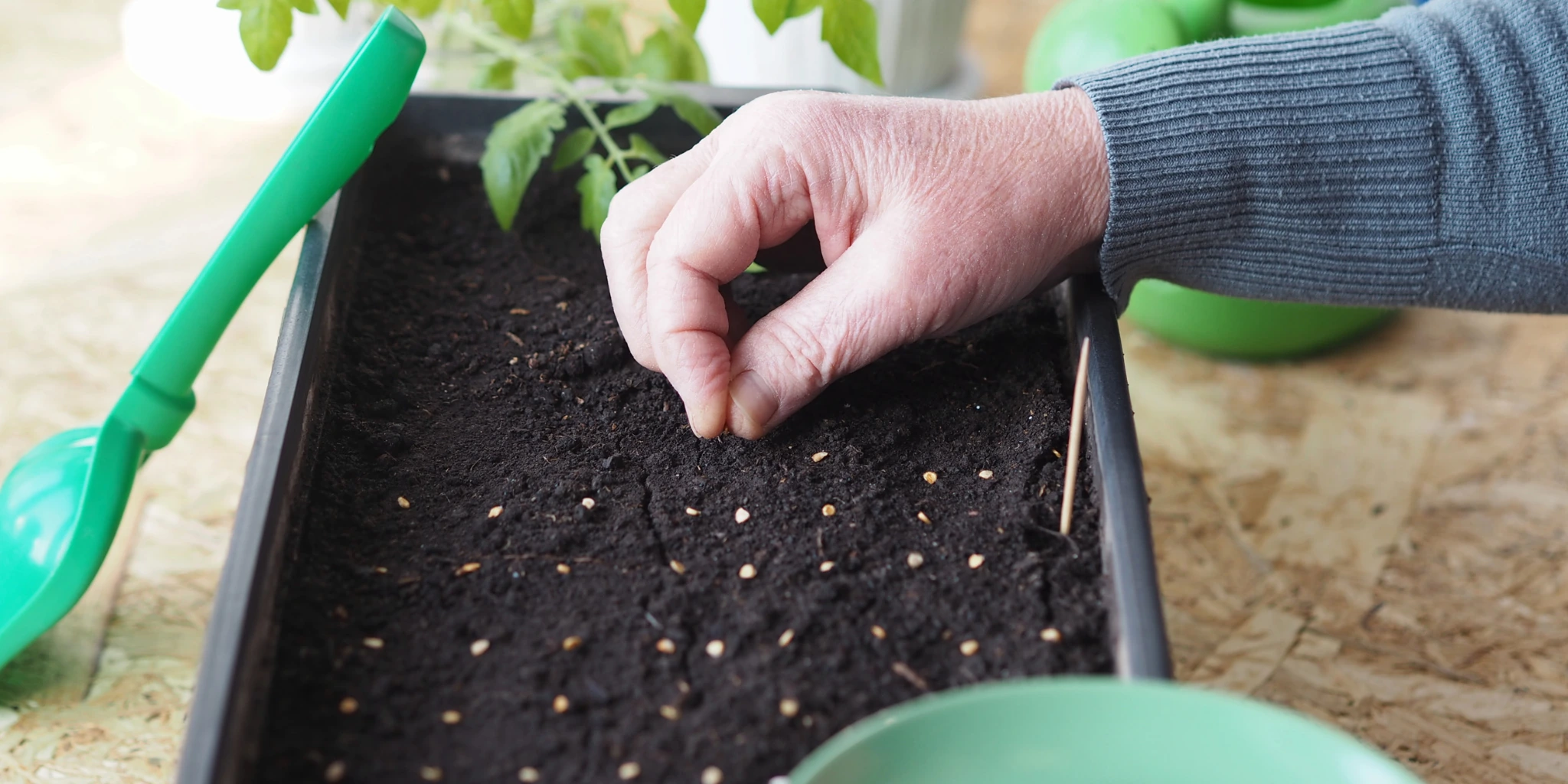 Посев томатов на рассаду
