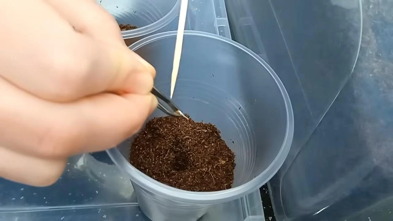 пикировка томатов