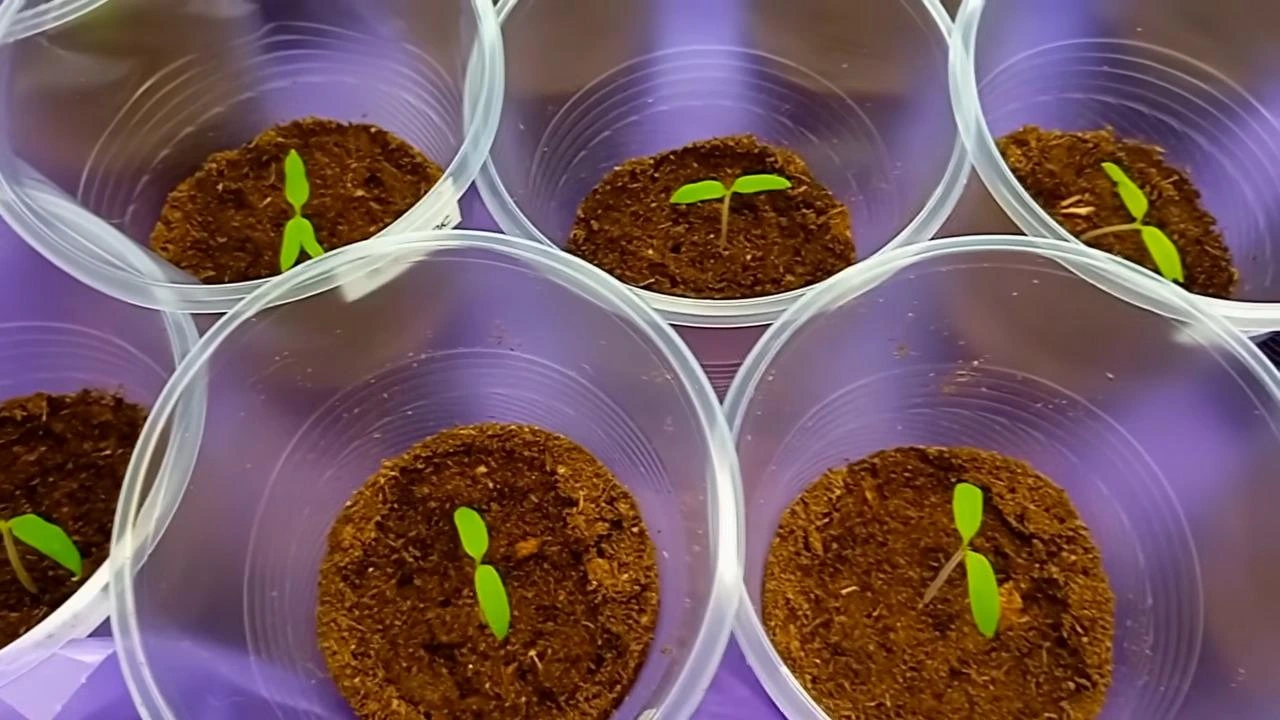 рассада томатов