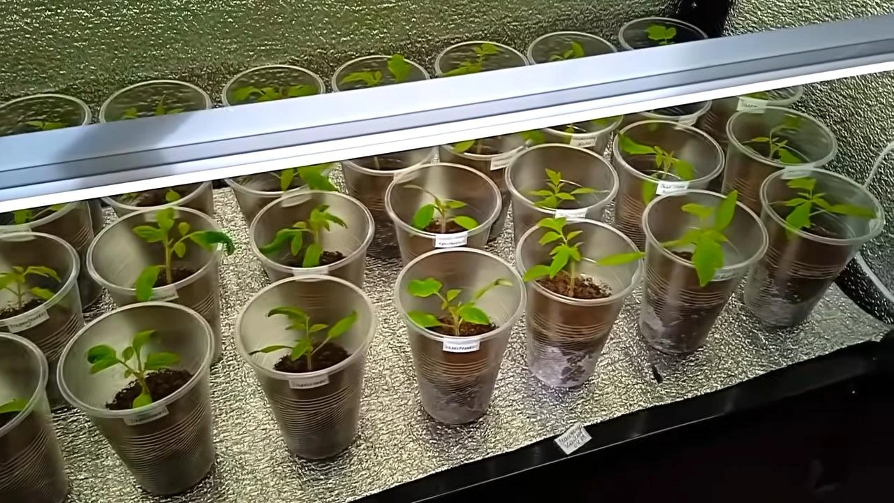 досветка рассады томатов