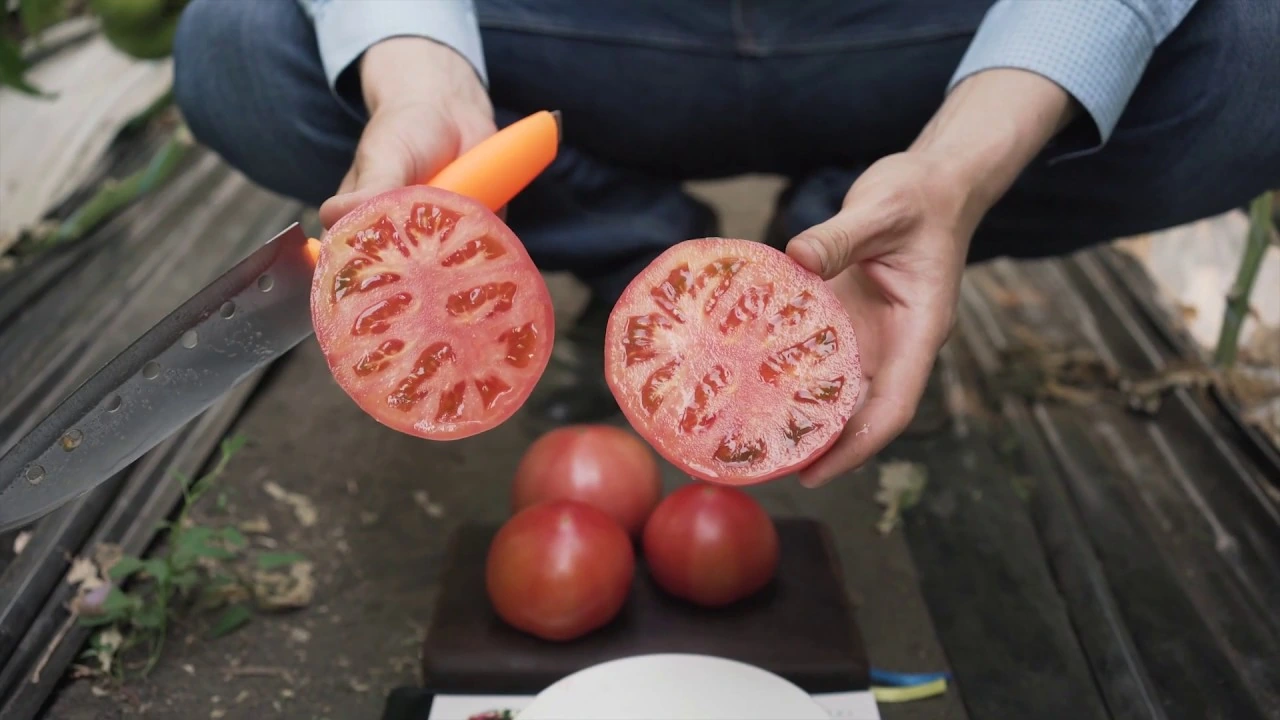 томат Мануса