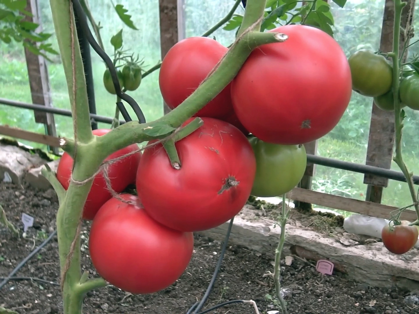 Томат Мей Шуай