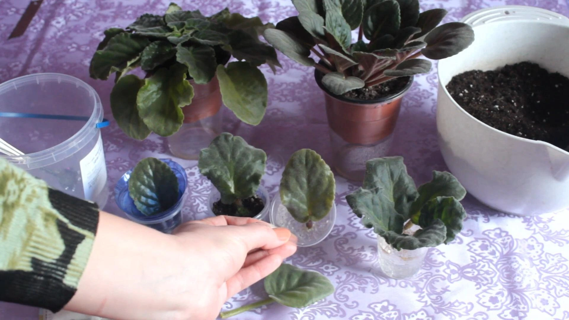 лист фиалки