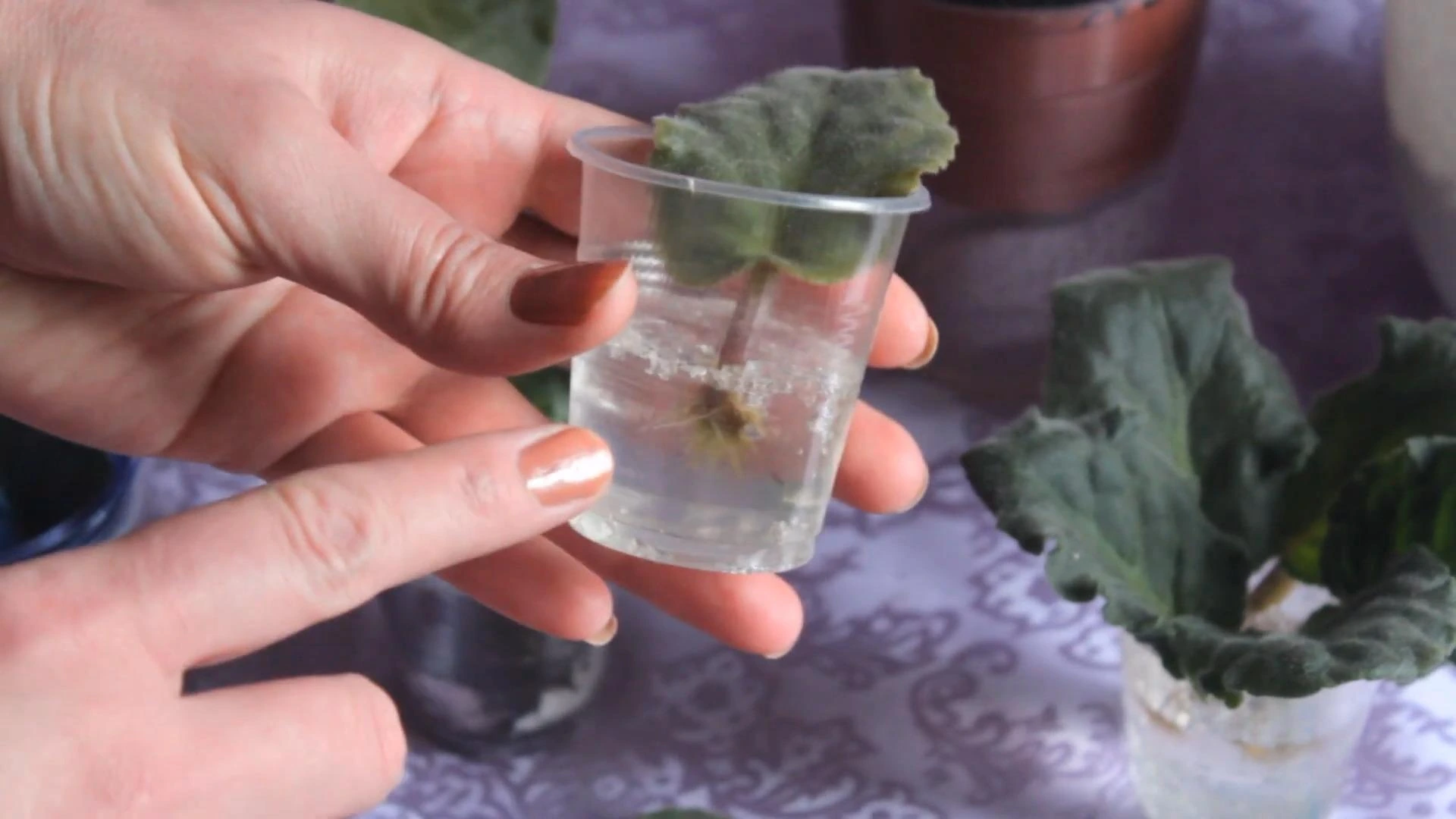 укоренение фиалки в гидрогеле