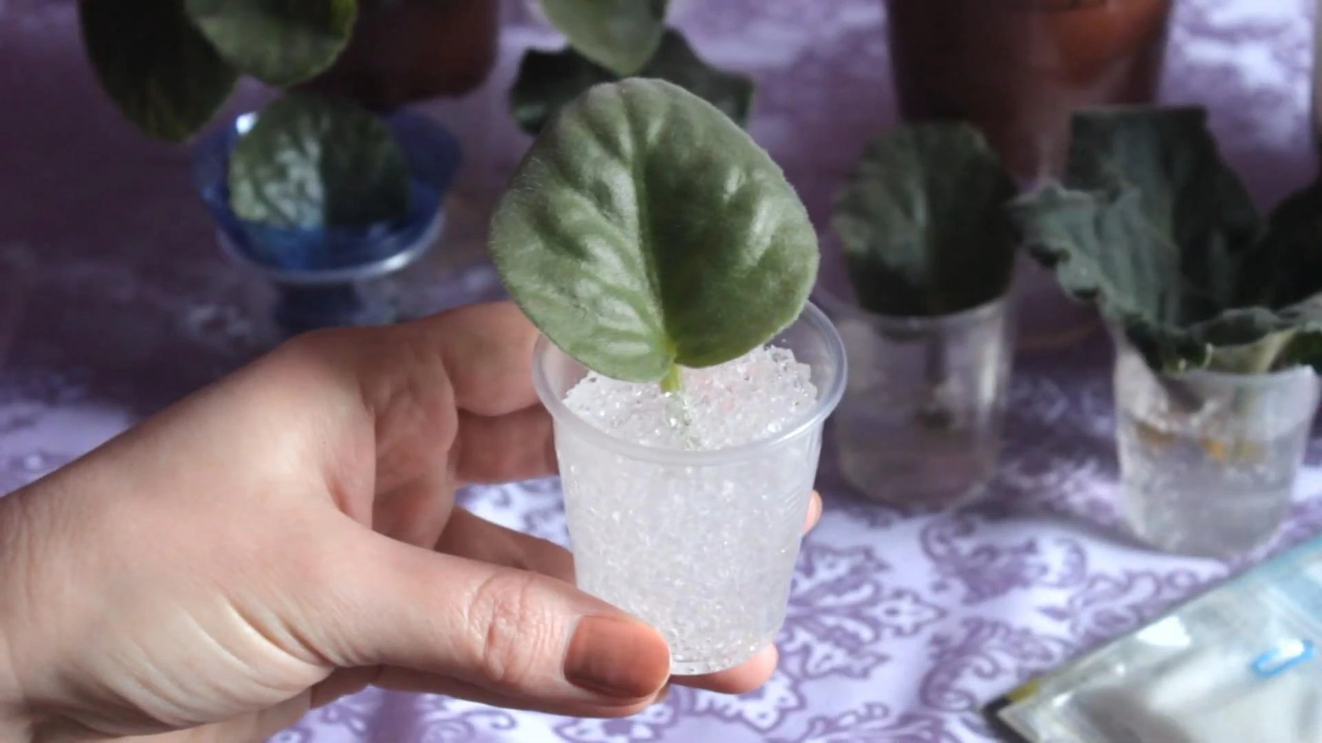 лист фиалки в гидрогеле