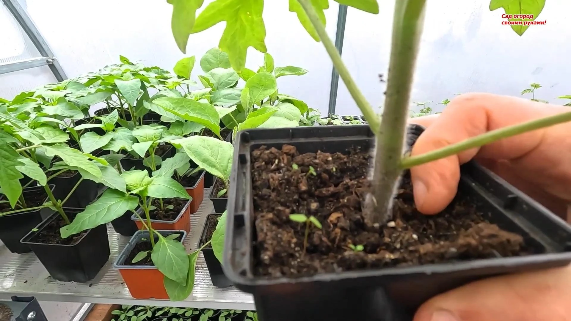 мошки на рассаде