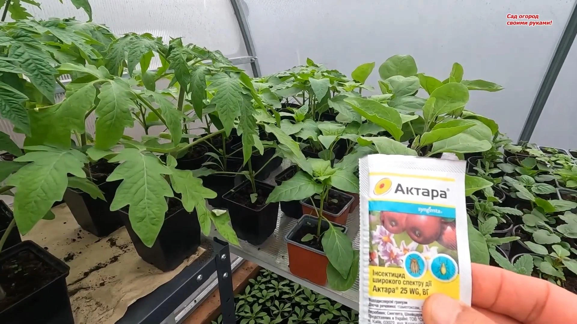 как побороть мошку на рассаде