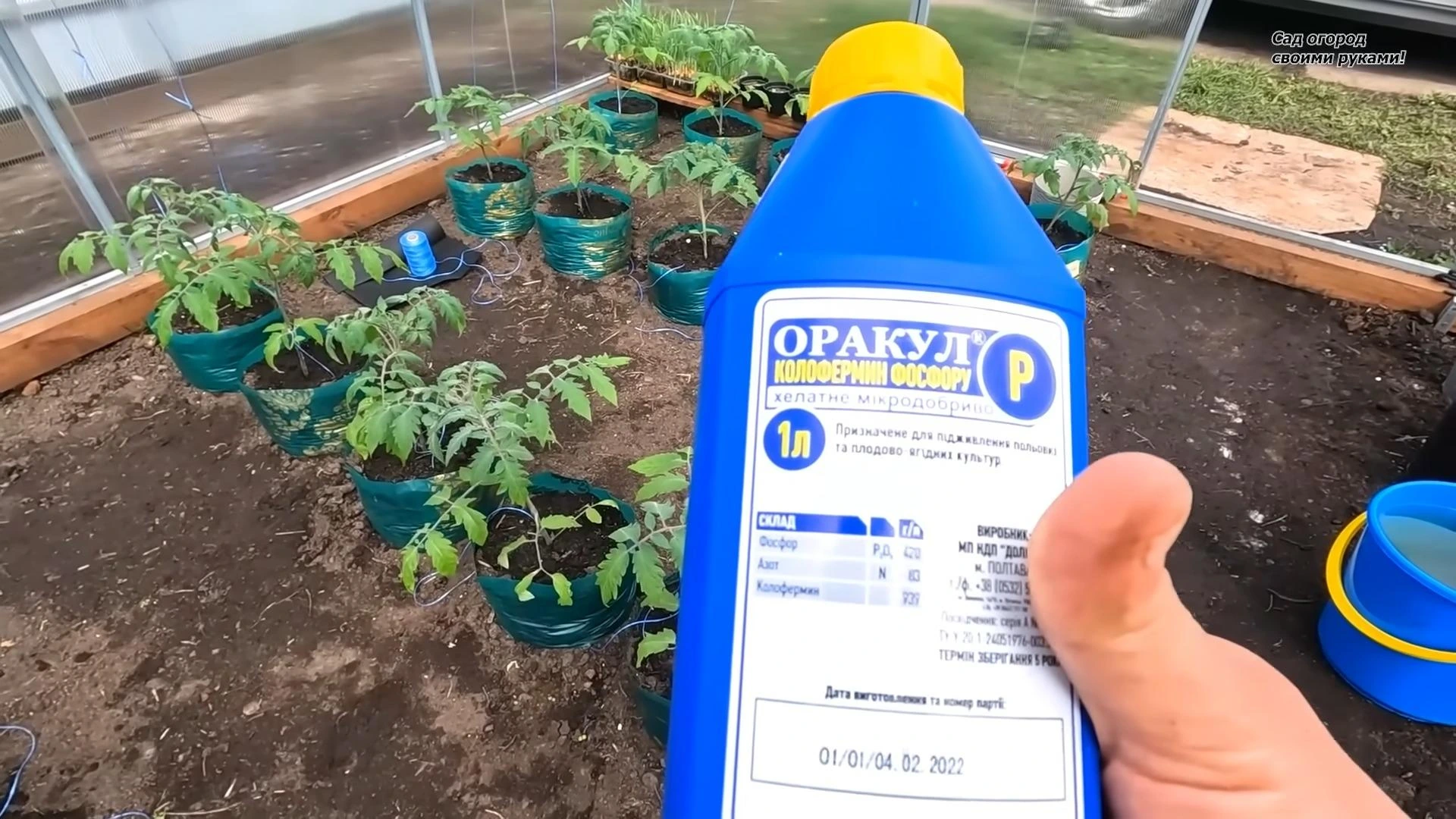 подкормка томатов от пожелтения листьев